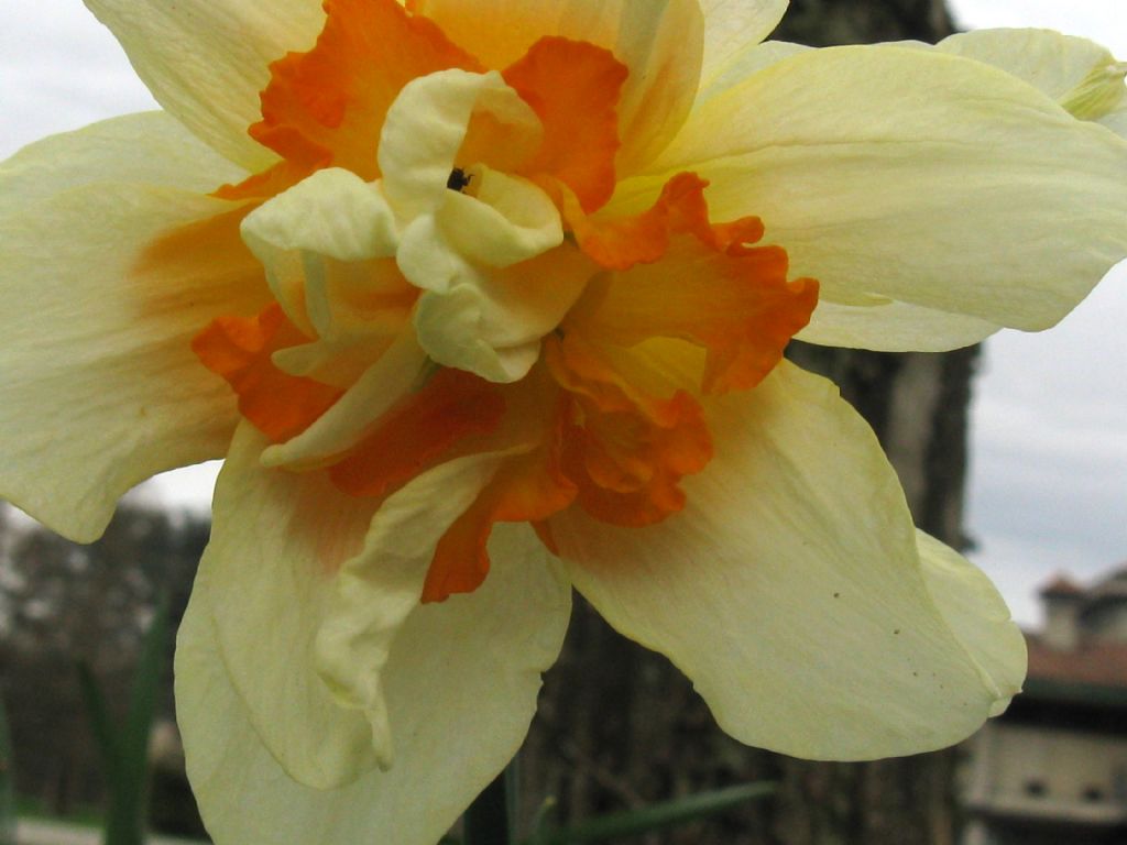 Narcissus ex-cv. Hort. (Amaryllidaceae) -cv a fiore pieno