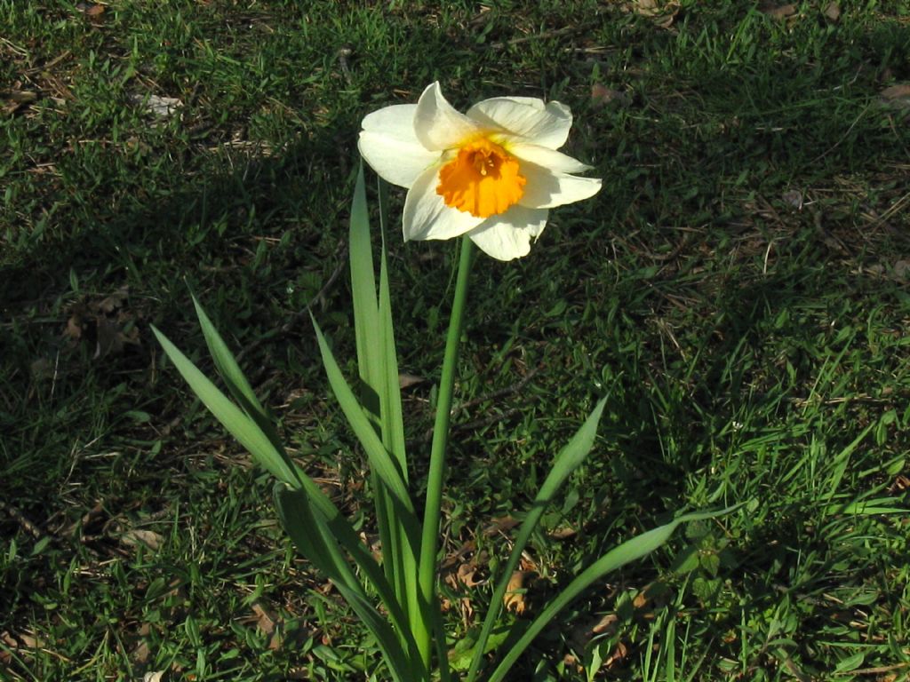 Narcissus ex-cv. Hort. (Amaryllidaceae) (2)