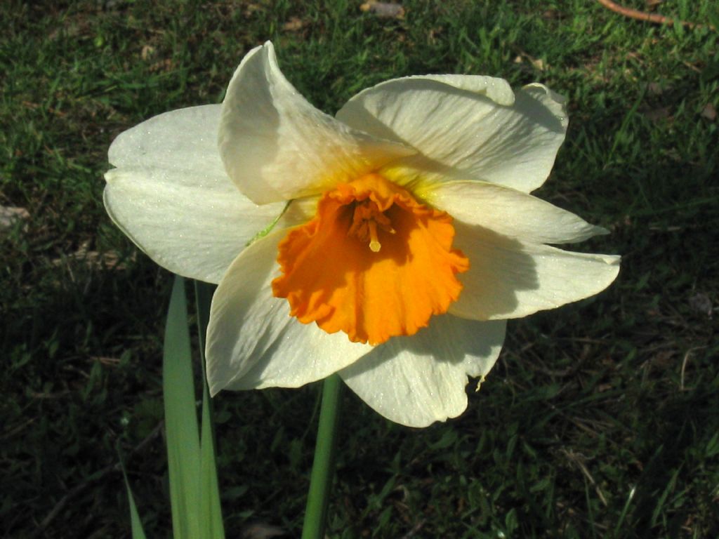 Narcissus ex-cv. Hort. (Amaryllidaceae) (2)