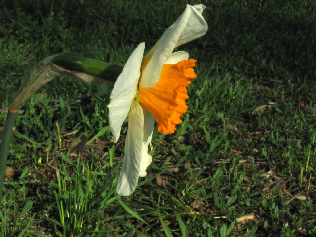 Narcissus ex-cv. Hort. (Amaryllidaceae) (2)