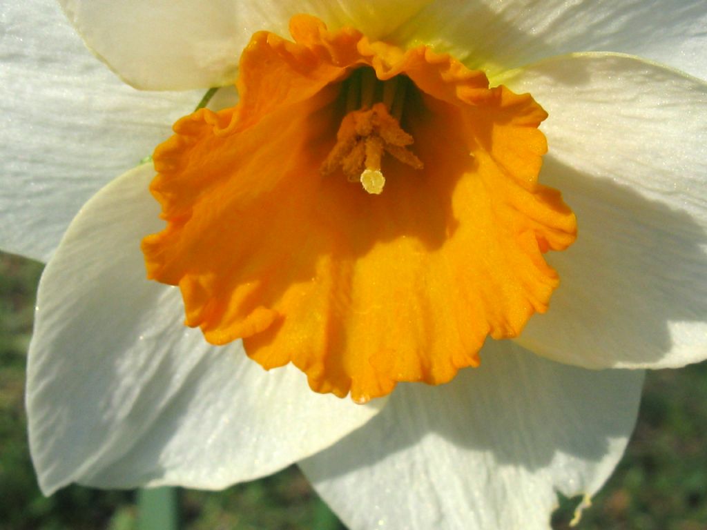 Narcissus ex-cv. Hort. (Amaryllidaceae) (2)