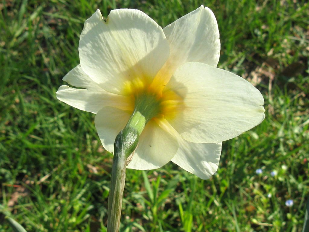 Narcissus ex-cv. Hort. (Amaryllidaceae) (2)