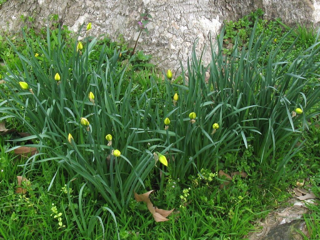 Narcissus ex-cv. Hort. (Amaryllidaceae) -cv a fiore pieno