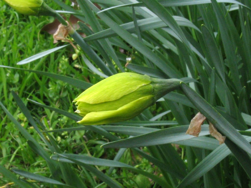 Narcissus ex-cv. Hort. (Amaryllidaceae) -cv a fiore pieno