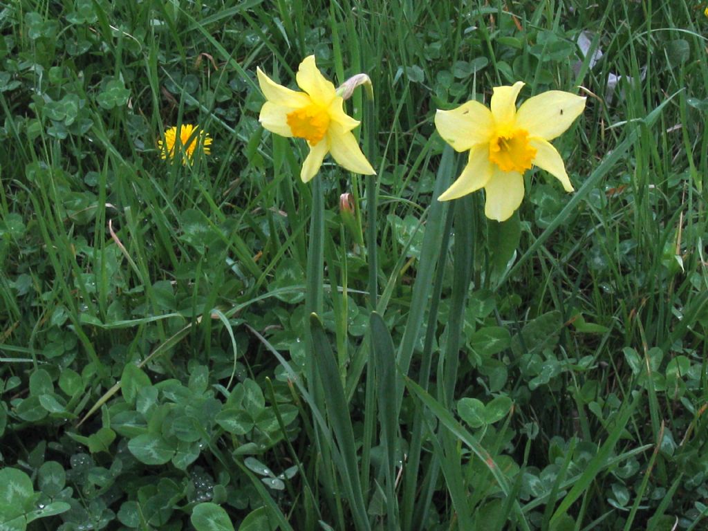 Narcissus ex-cv. Hort. (Amaryllidaceae) (1)