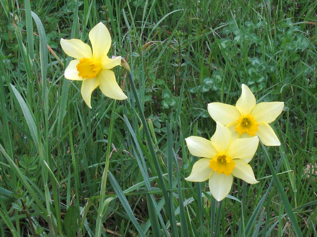 Narcissus ex-cv. Hort. (Amaryllidaceae) (1)