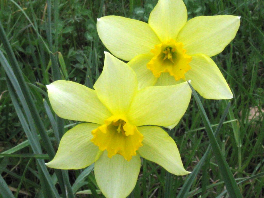 Narcissus ex-cv. Hort. (Amaryllidaceae) (1)