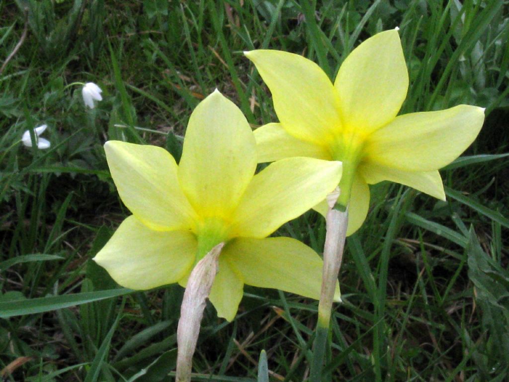 Narcissus ex-cv. Hort. (Amaryllidaceae) (1)