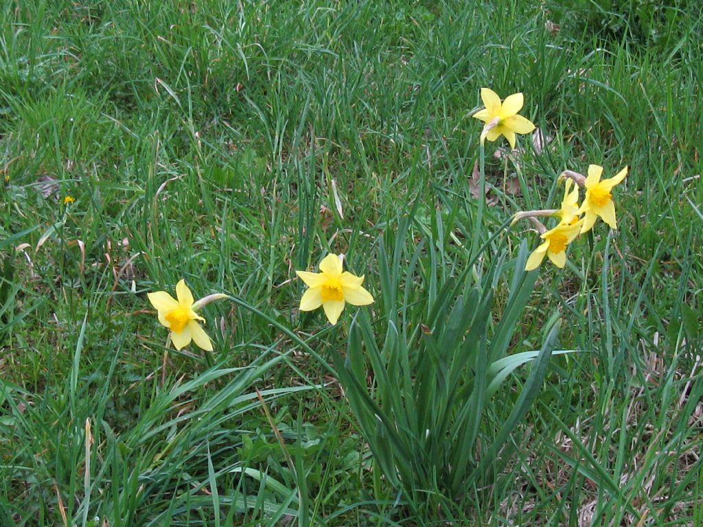 Narcissus ex-cv. Hort. (Amaryllidaceae) (1)