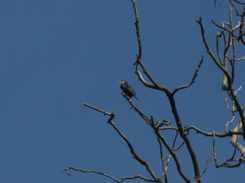 E'' un Picchio? No,  un Cormorano (Phalacrocorax carbo)