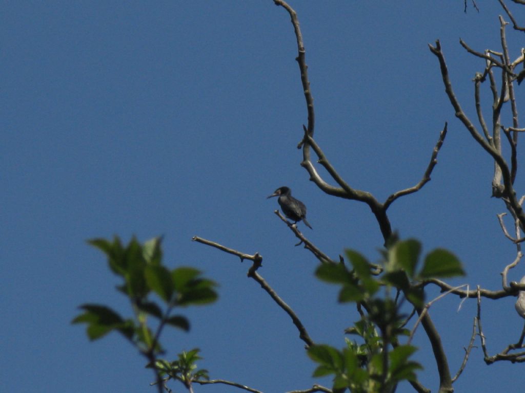 E'' un Picchio? No,  un Cormorano (Phalacrocorax carbo)