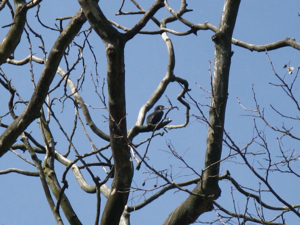 E'' un Picchio? No,  un Cormorano (Phalacrocorax carbo)