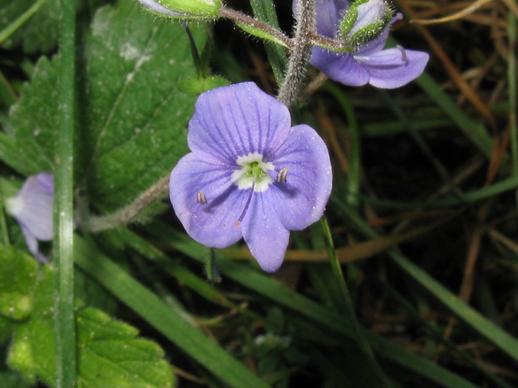 Veronica chamaedrys