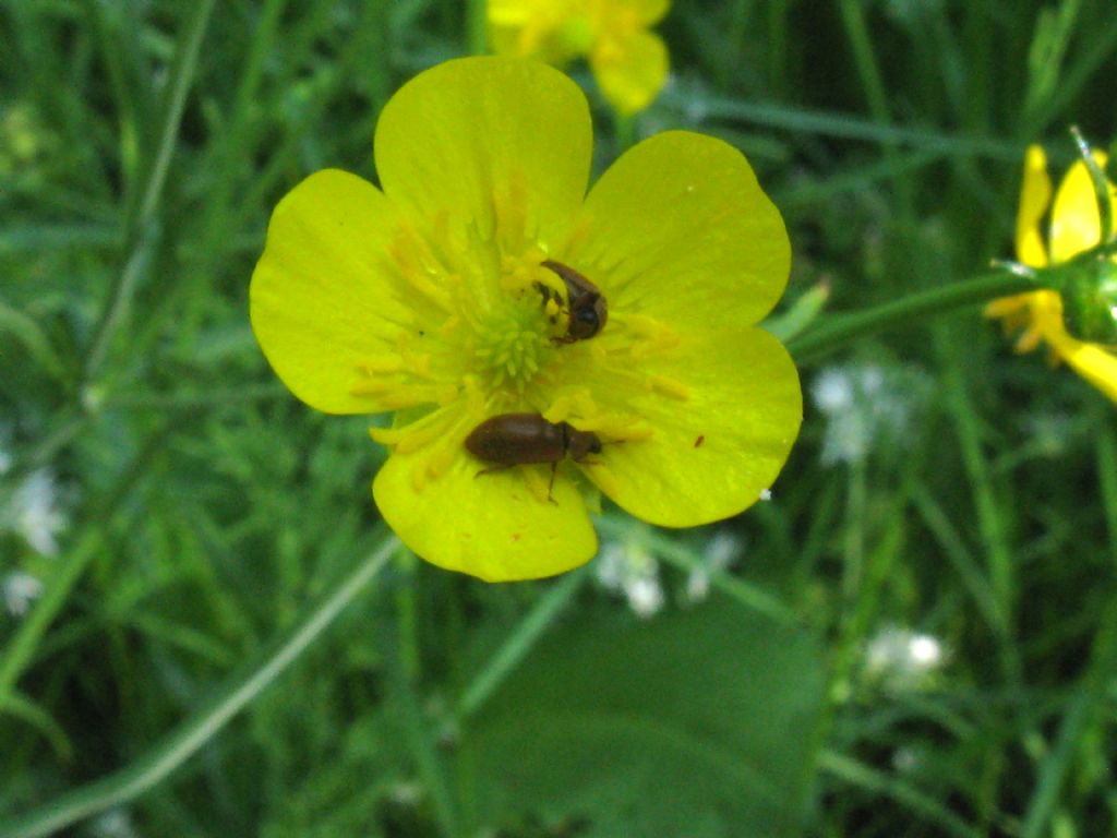 Maggiolini? No, Byturus ochraceus, Byturidae