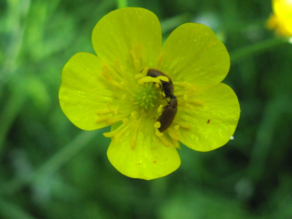 Maggiolini? No, Byturus ochraceus, Byturidae