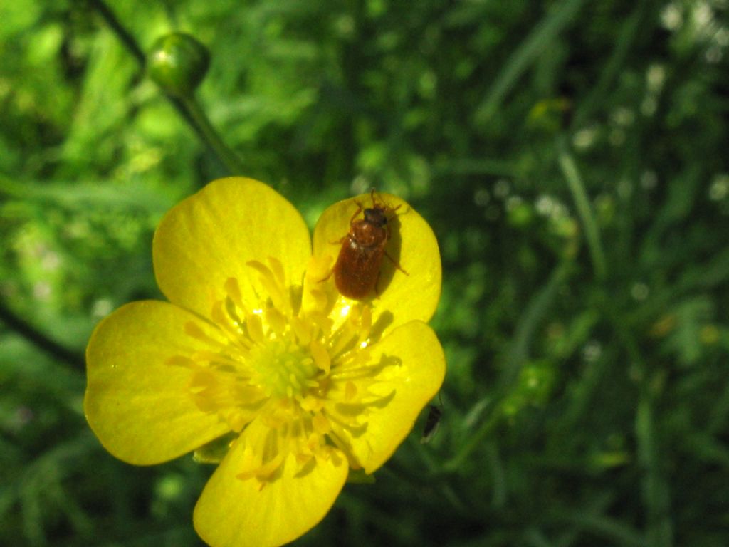 Maggiolini? No, Byturus ochraceus, Byturidae