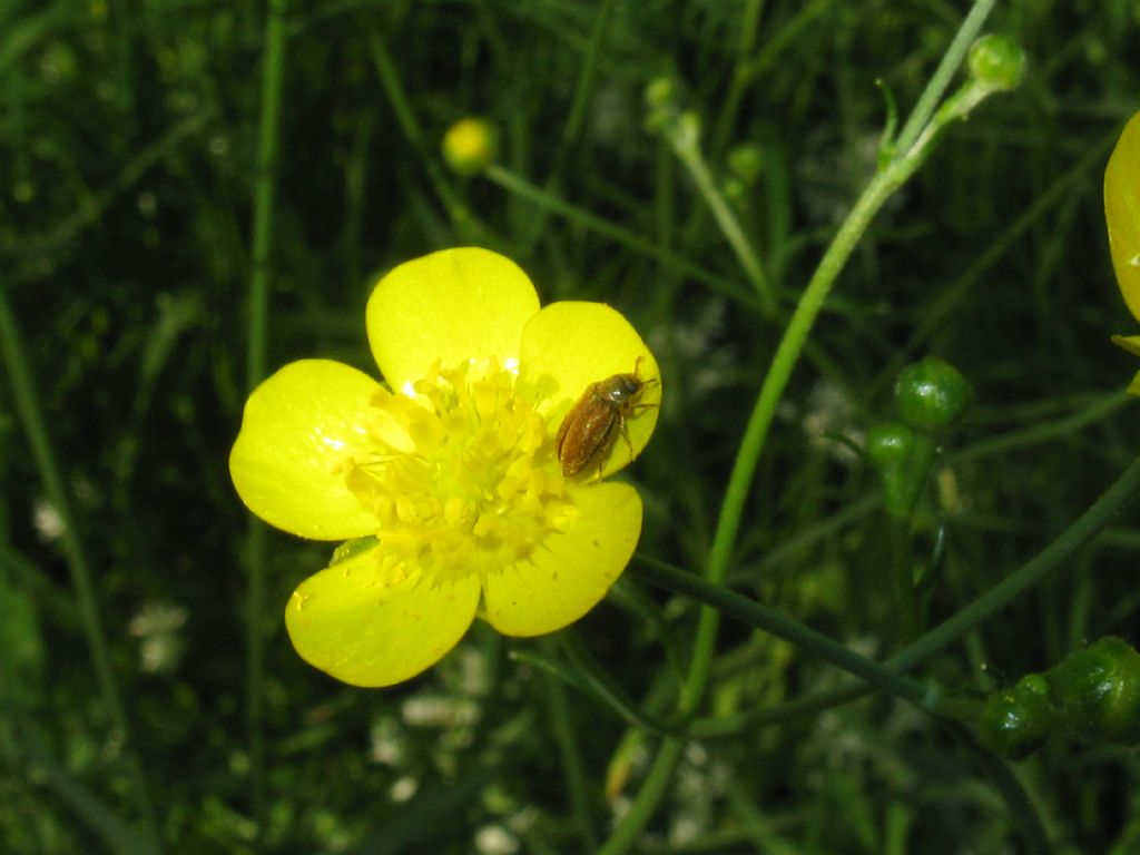 Maggiolini? No, Byturus ochraceus, Byturidae