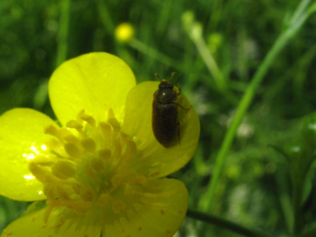 Maggiolini? No, Byturus ochraceus, Byturidae