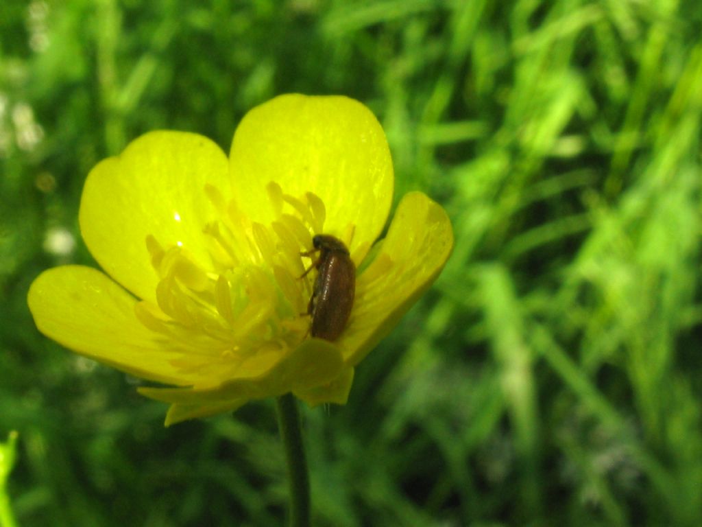 Maggiolini? No, Byturus ochraceus, Byturidae