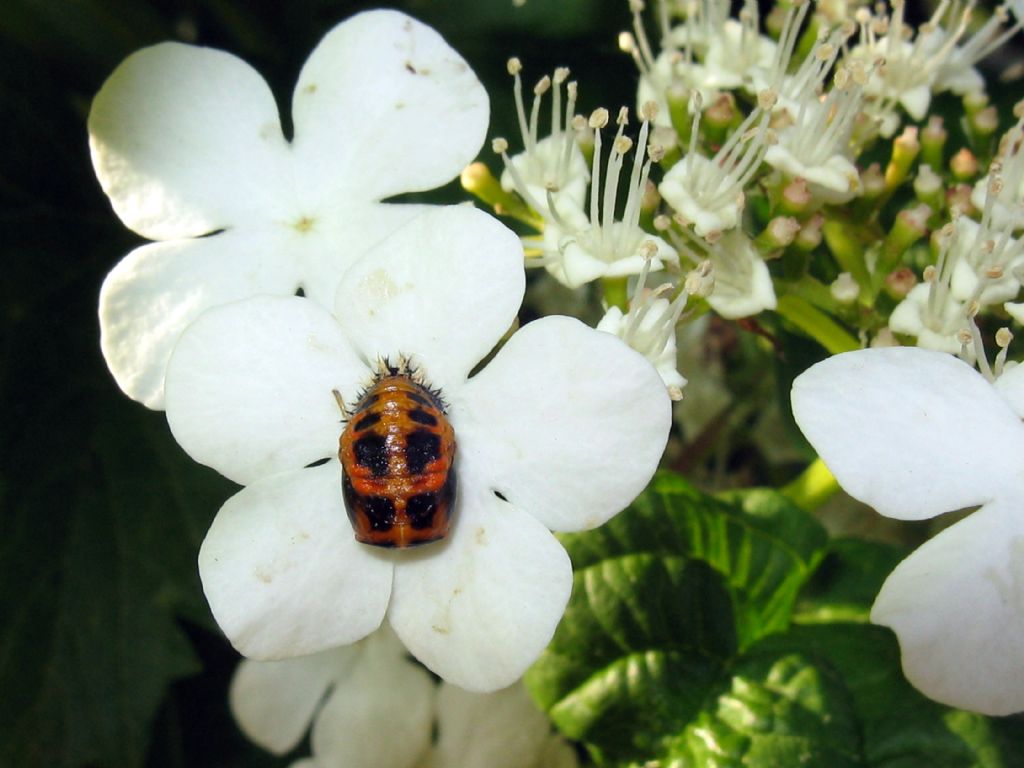 Pupa di Harmonia axyridis