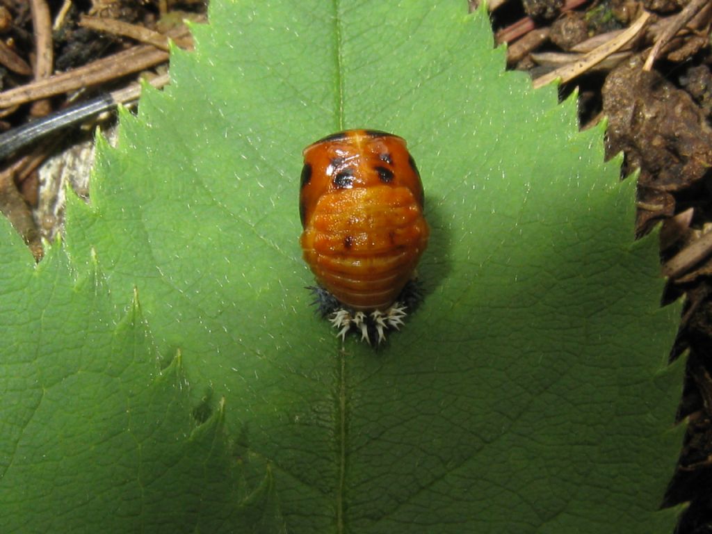 Pupa di Harmonia axyridis