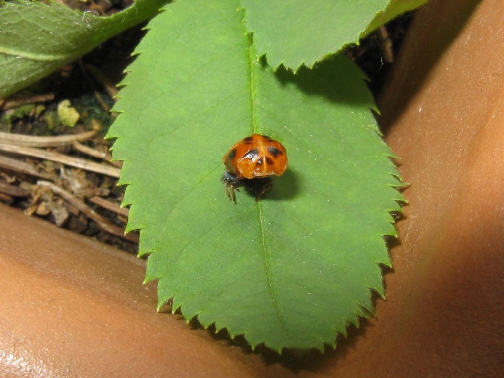 Pupa di Harmonia axyridis