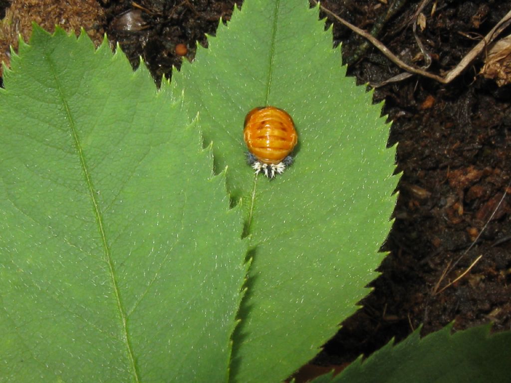 Pupa di Harmonia axyridis