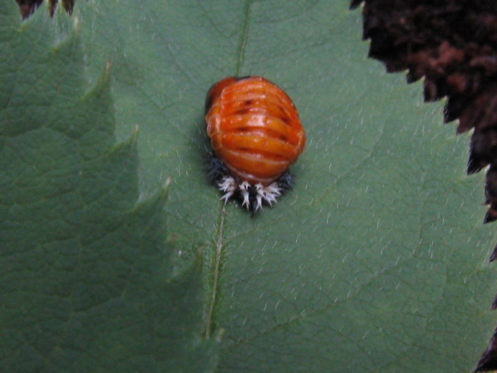 Pupa di Harmonia axyridis