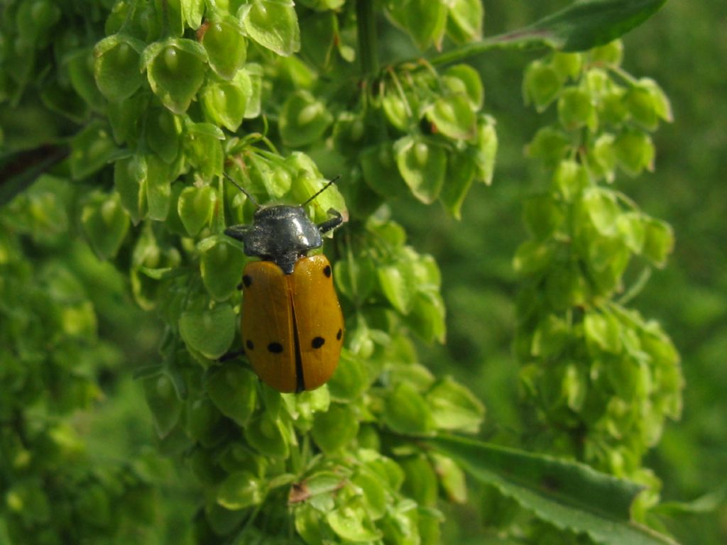 Lachnaia italica? S.