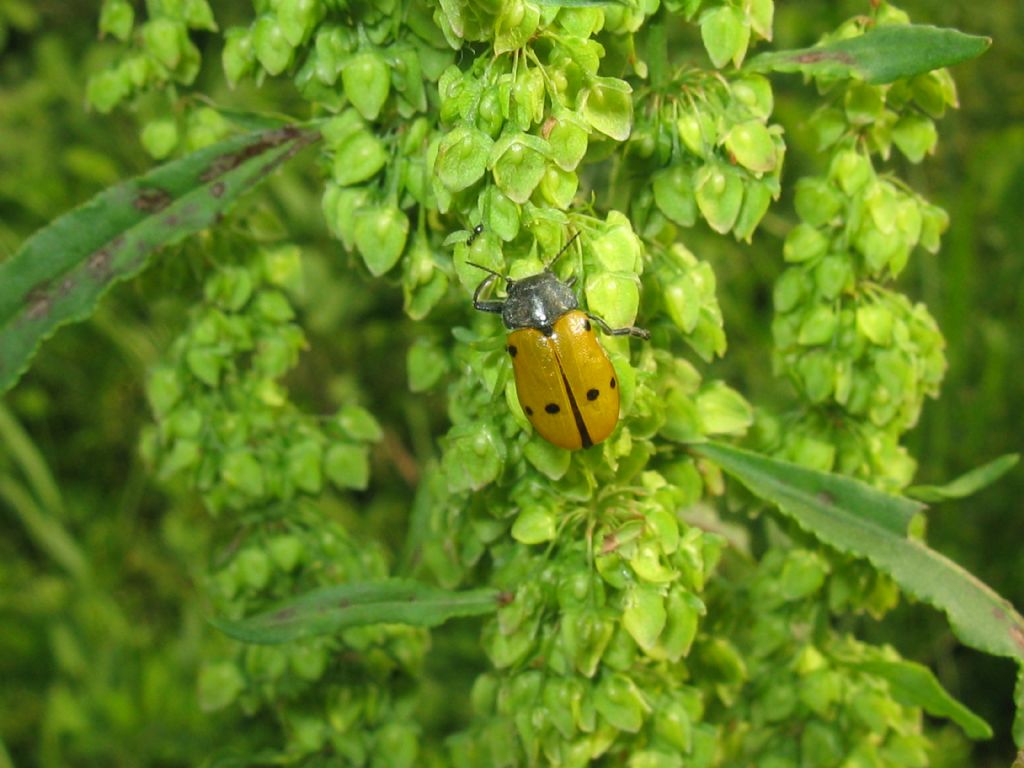 Lachnaia italica? S.