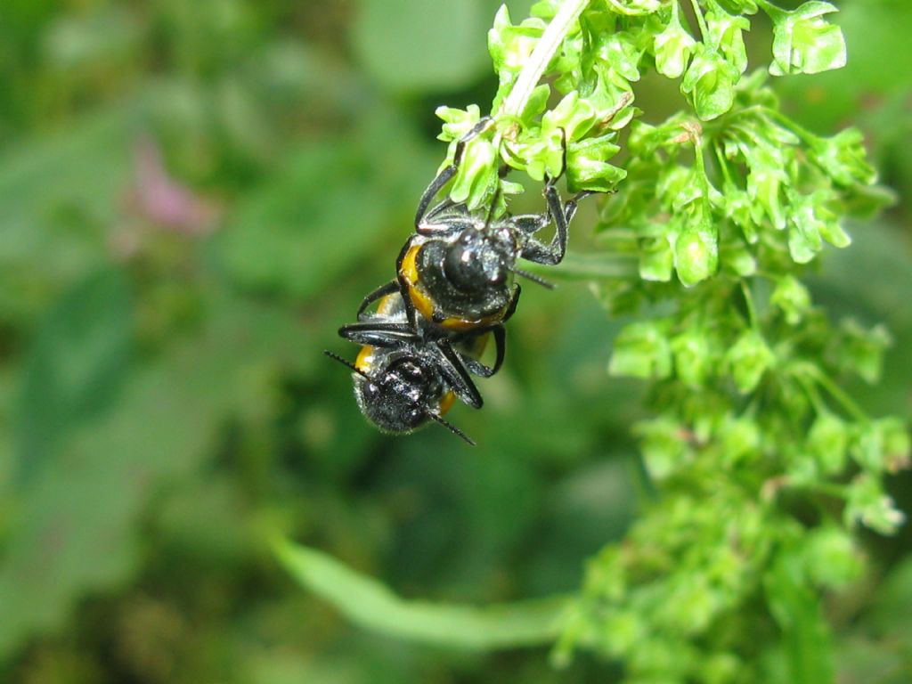 Lachnaia italica? S.