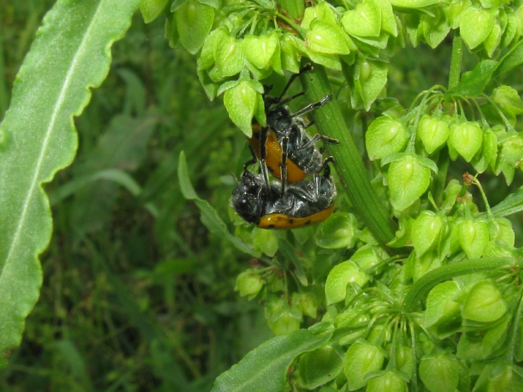 Lachnaia italica? S.