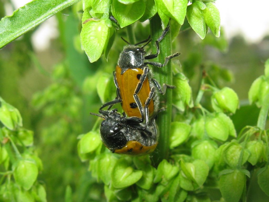 Lachnaia italica? S.