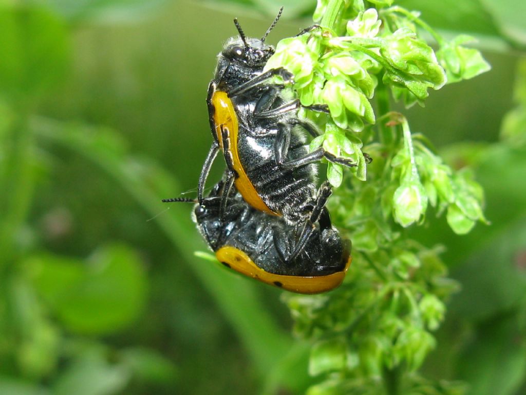 Lachnaia italica? S.