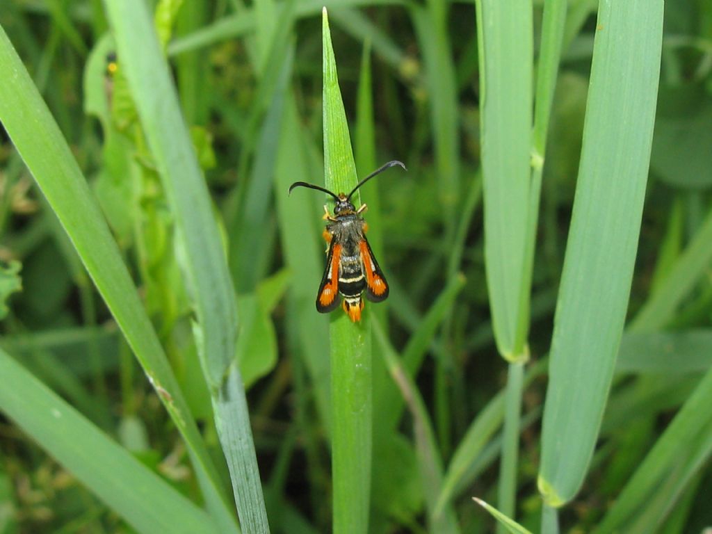 Pyropteron chrysidiforme?