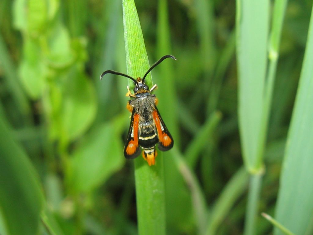 Pyropteron chrysidiforme?