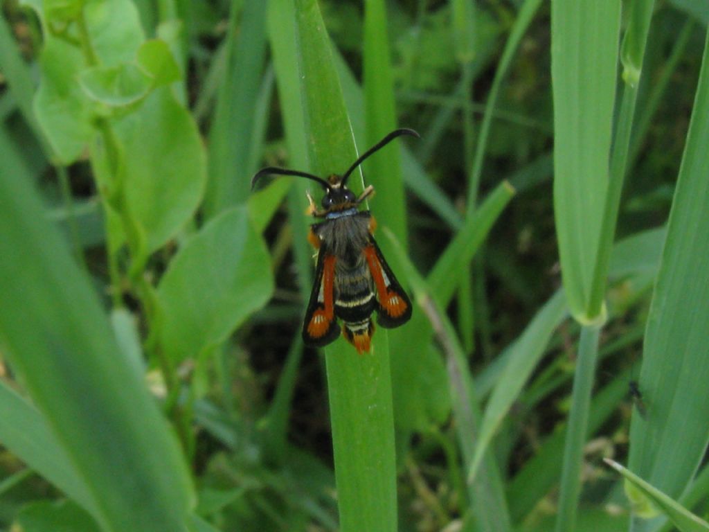 Pyropteron chrysidiforme?