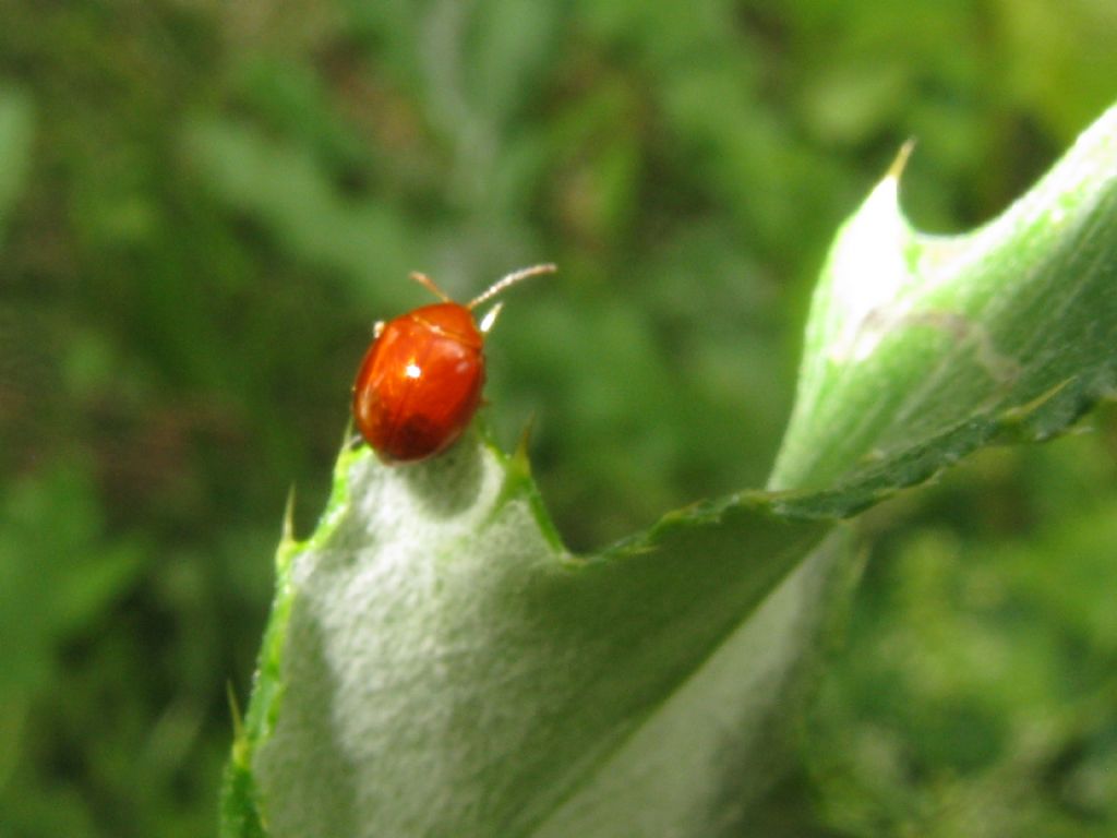 Chrysomelidae: Sphaeroderma sp.