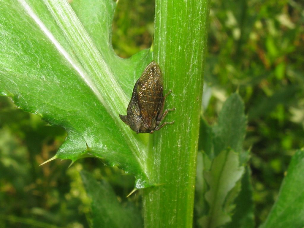 Centrotus cornutus  (Membracidae)