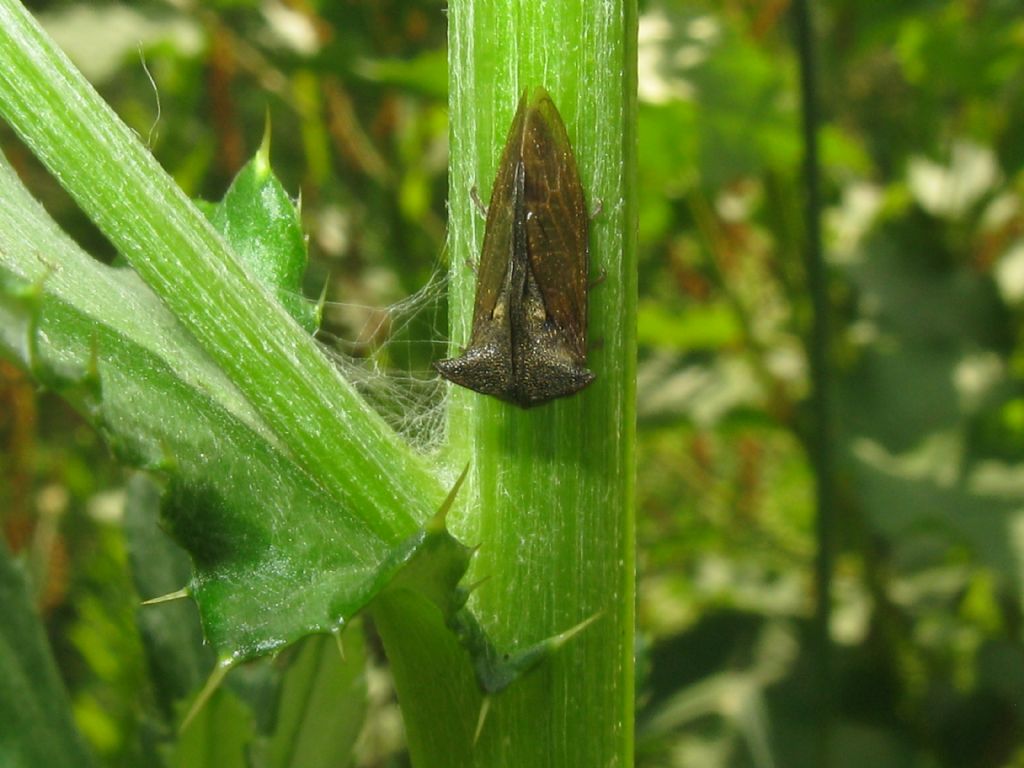 Centrotus cornutus  (Membracidae)