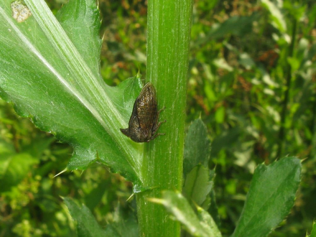 Centrotus cornutus  (Membracidae)