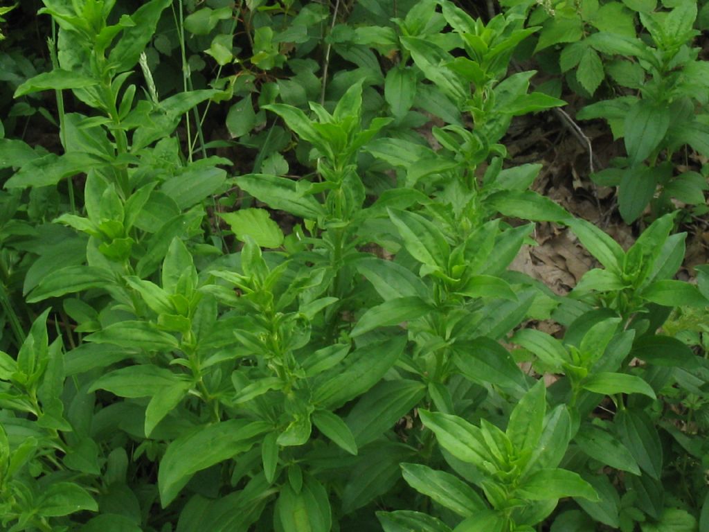 Saponaria officinalis (Caryophyllaceae)