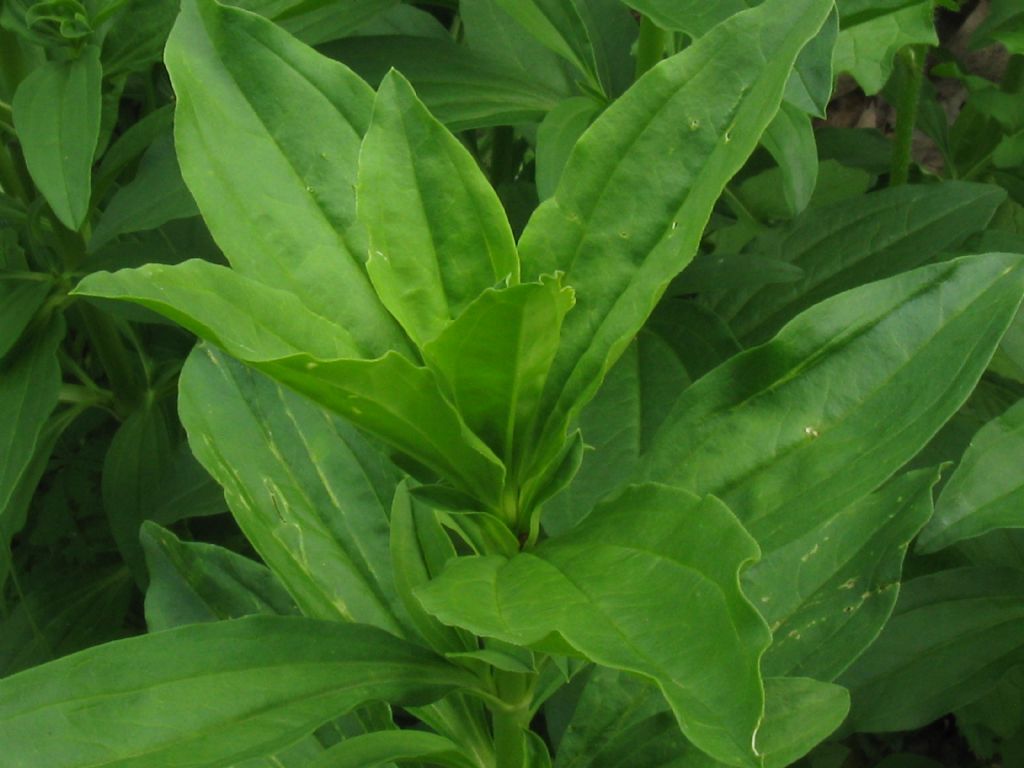 Saponaria officinalis (Caryophyllaceae)