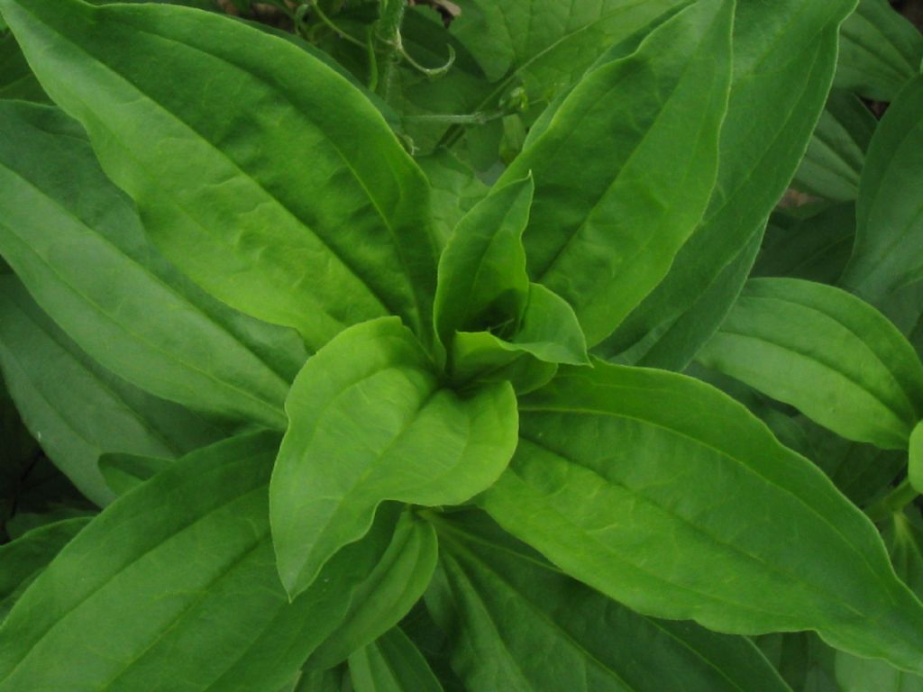 Saponaria officinalis (Caryophyllaceae)