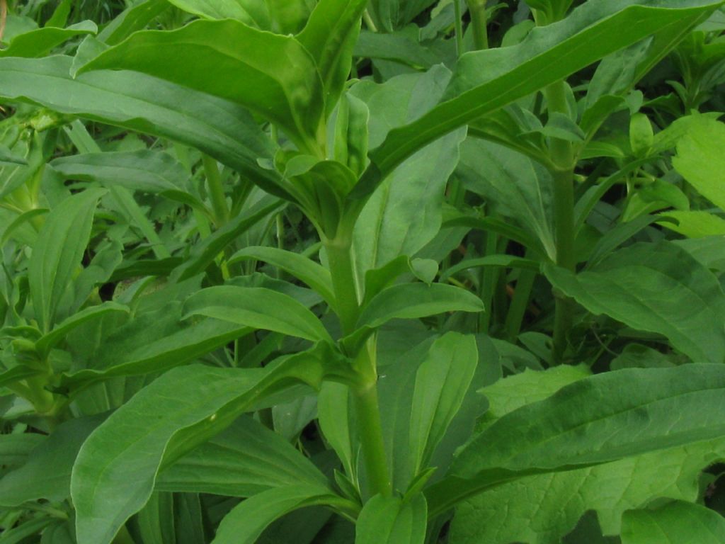 Saponaria officinalis (Caryophyllaceae)