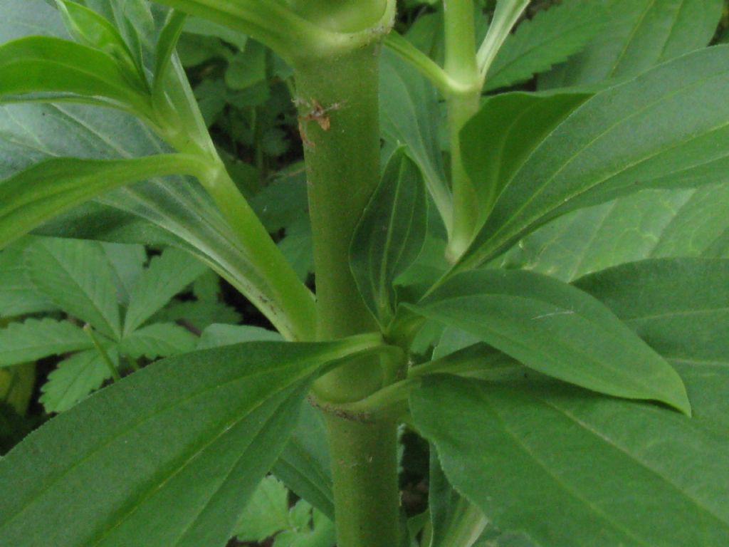 Saponaria officinalis (Caryophyllaceae)