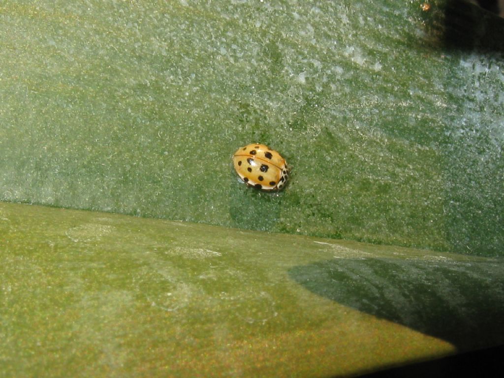 Coccinellidae: Harmonia quadripunctata e Harmonia axyridis