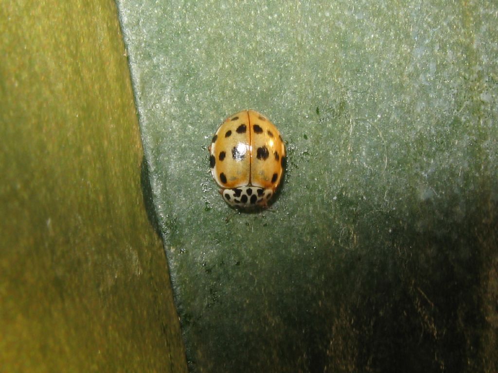 Coccinellidae: Harmonia quadripunctata e Harmonia axyridis