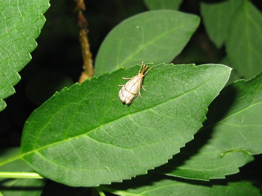 Crambidae: Chrysocrambus?  S, Chrysocrambus cfr. cassentiniellus