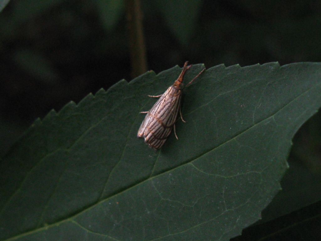 Crambidae: Chrysocrambus?  S, Chrysocrambus cfr. cassentiniellus